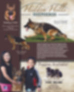 4-19-13 puppy ad[1].jpg