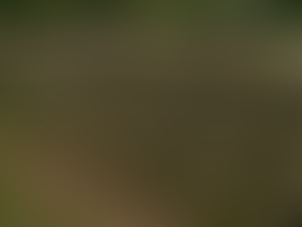 5-Metre Dry Stone Wall Rebuild Completed in Under a Week: A Client’s Five-Star Experience