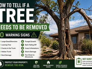 How to Tell If a Tree Needs to Be Removed: 10 Warning Signs