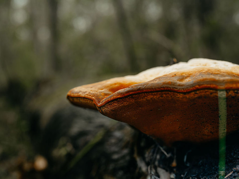 Bright Orange Mushroom growing in nature in Margaret River