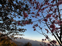 鶴巢櫻花季