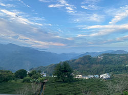 鶴巢茶園景