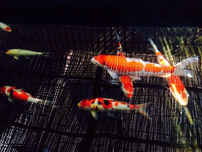 小耳話～山の一説～