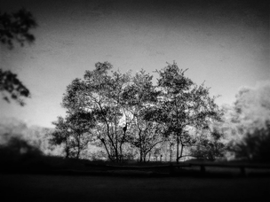 Exposição - Henrique Torres - Cocó (Fortaleza)