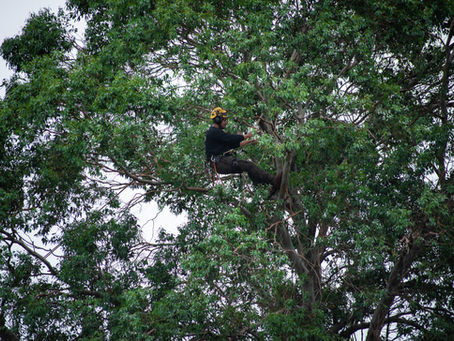 The Ultimate Guide to Tree Surgery: What Every Homeowner Should Know