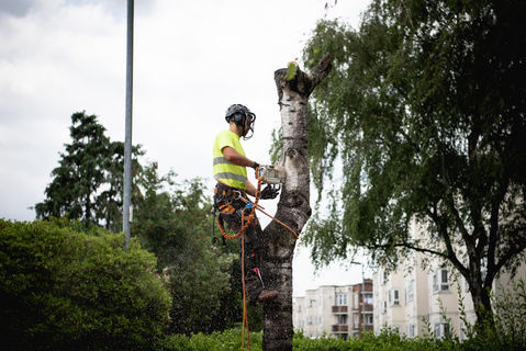 Original Tree Surgeons in Essex - Tree Pruning