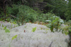 Tadussac Rundfahrt Park Saguenay (21)
