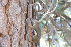 2 KIngs Canyon N (12)