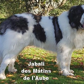 Photo Etalon