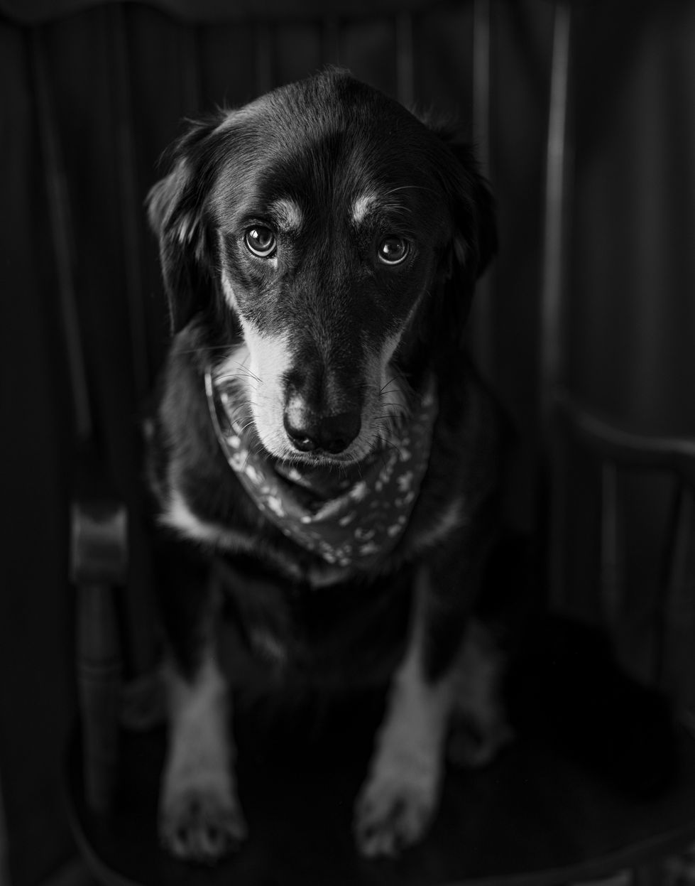 Rocking The Puppy Eyes