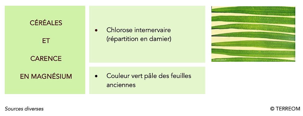 Céréales et carence en magnésium - Description des symptômes