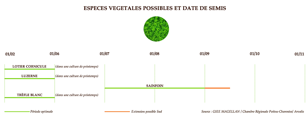 Espèces végétales possibles et dates de semis - 3 sur 4 - Composer son couvert végétal avant maïs
