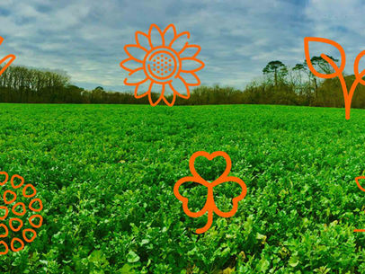 RÉUSSIR LE SEMIS DES COUVERTS VÉGÉTAUX : ESPÈCES, COMPOSITION, TECHNIQUES