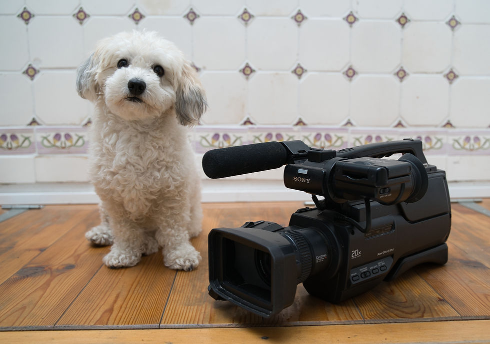 Filmhunde Kurs