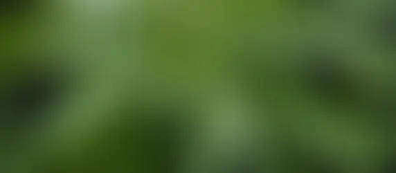 Unveiling the Healing Power of Cannabis: A spiritual Journey through Terpenes, and Nervous System Regulation