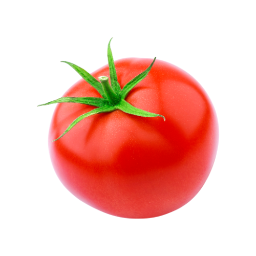 Tomato XXL | Agrigentech Sdn Bhd