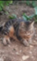 La gardienne du refuge des Pachats