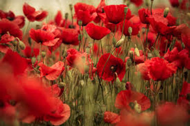 Painting en-plein air a wild red poppy field in Provence, south of France with Wietzie