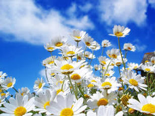 Painting wildflowers en-plein air in Provence, France