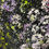 Thumbnail: Midnight Meadow