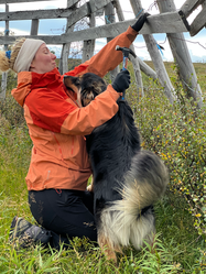 Sámi reindeer herder working with reindeer during herding activity in Hammerfest