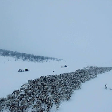 Large reindeer herd migrating across winter landscape in Finnmark