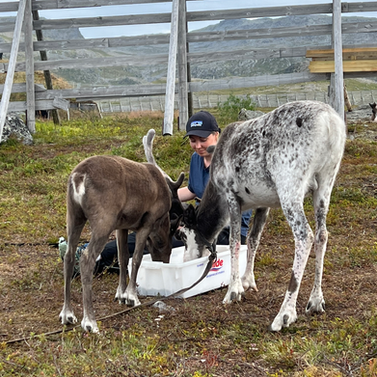 Guest feeding reindeer by hand during Sámi cultural experience in Hammerfest