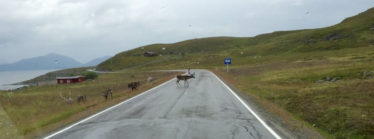 Reindeer crossing road in open tundra landscape near Hammerfest, Sámi reindeer area