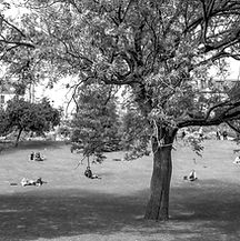 Public Park_edited