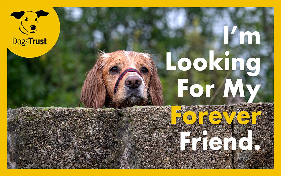 I'm looking for my forever friend FINALtif.jpeg