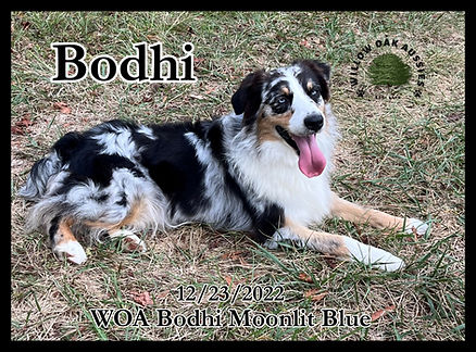 Bodhiimage_67527681.JPG