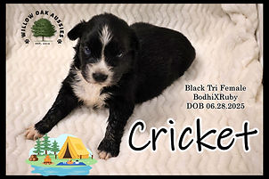 CricketIMG_2335.JPG