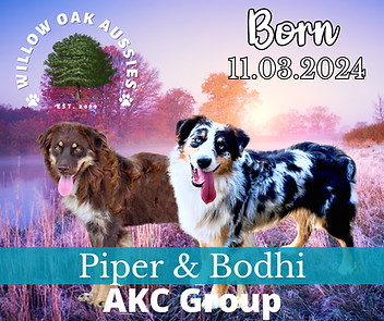 Willow Oak Aussies (4).png