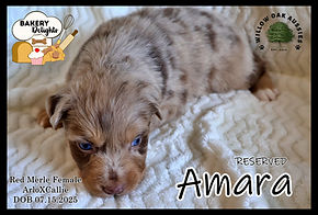 AmaraIMG_2546.JPG