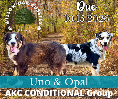 Willow Oak Aussies (1).png