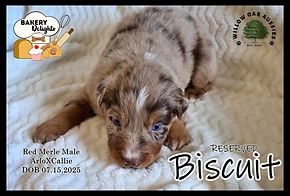 BiscuitIMG_2576.JPG