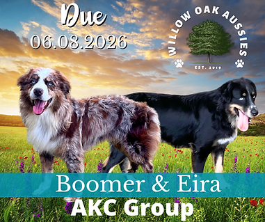 Willow Oak Aussies (9).png