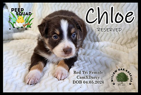 ChloeIMG_4910.JPG