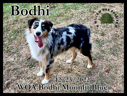 Bodhiimage_50442497.JPG