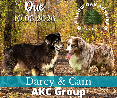 Willow Oak Aussies (11).png