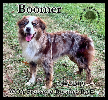 Boomerimage_50733825.JPG