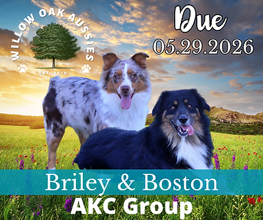 Willow Oak Aussies (8).png