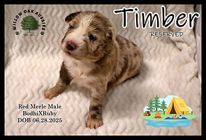 TimberIMG_2353.JPG