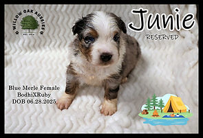 JunieIMG_2363.JPG