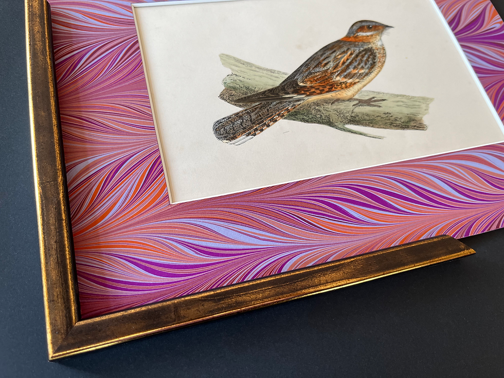 Thumbnail: An antique bird print by F.O Morris representing the red necked night jar, with a marbled paper mount.