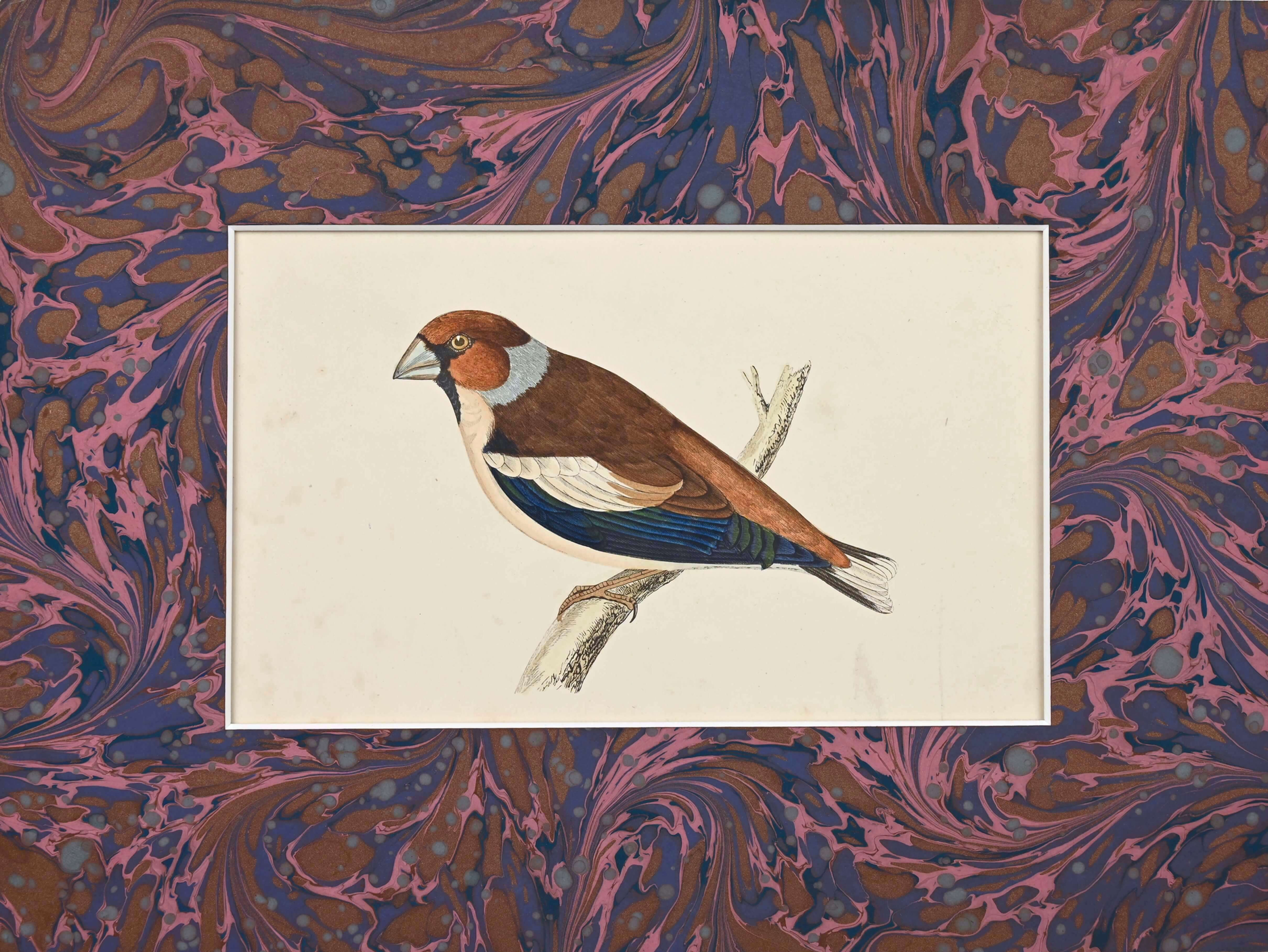 An antique bird print by F.O Morris representing the hawfinch, with a marbled paper mount.
