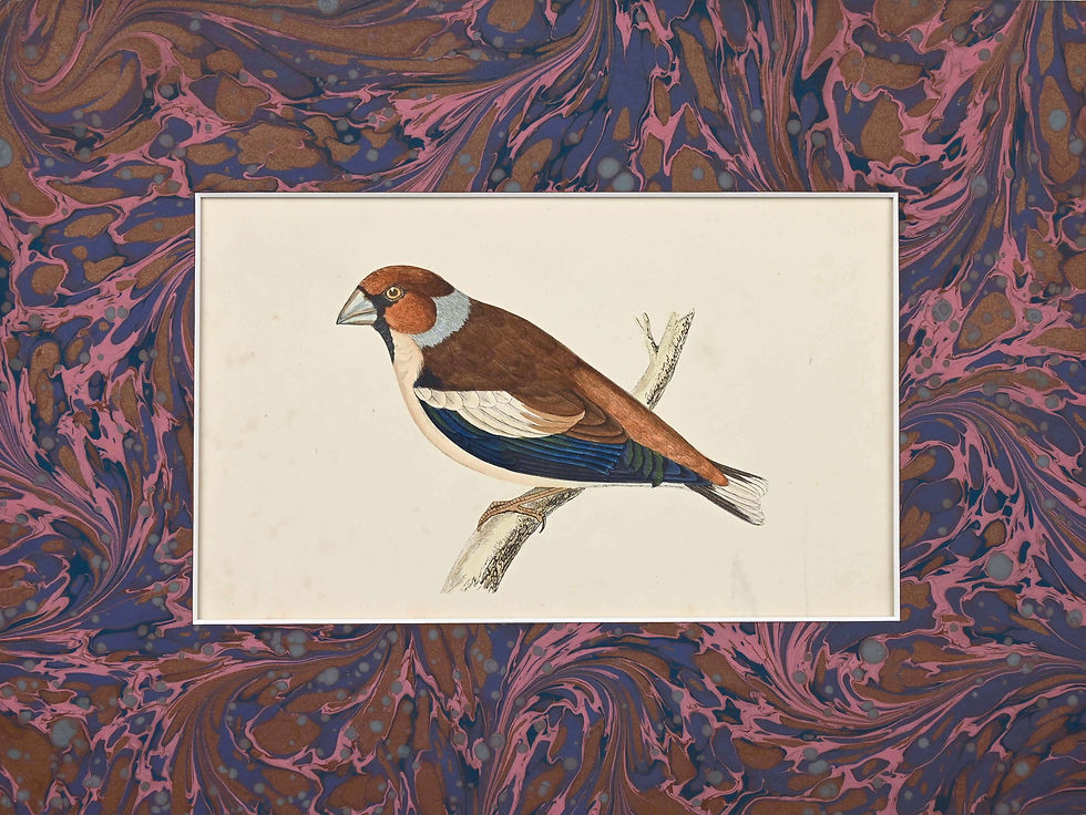 An antique bird print by F.O Morris representing the hawfinch, with a marbled paper mount.