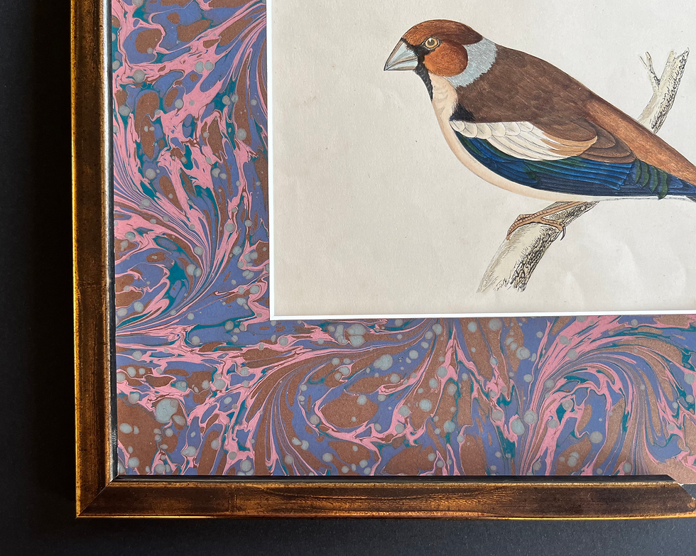 Thumbnail: An antique bird print by F.O Morris representing the hawfinch, with a marbled paper mount.