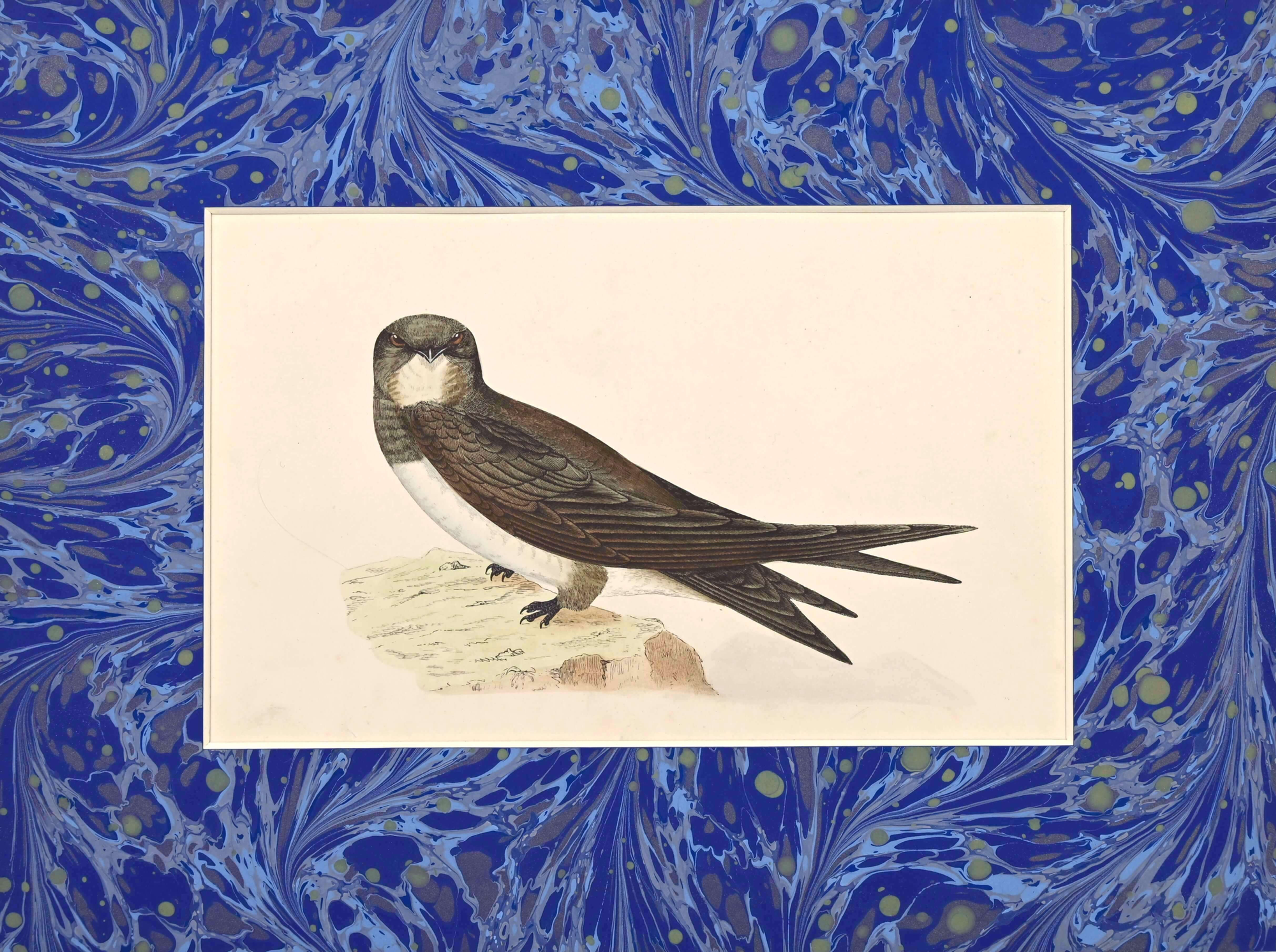 An antique bird print by F.O Morris representing the alpine swift, with a marbled paper mount.