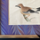 Thumbnail: An antique bird print by F.O Morris representing the jay, with a marbled paper mount.